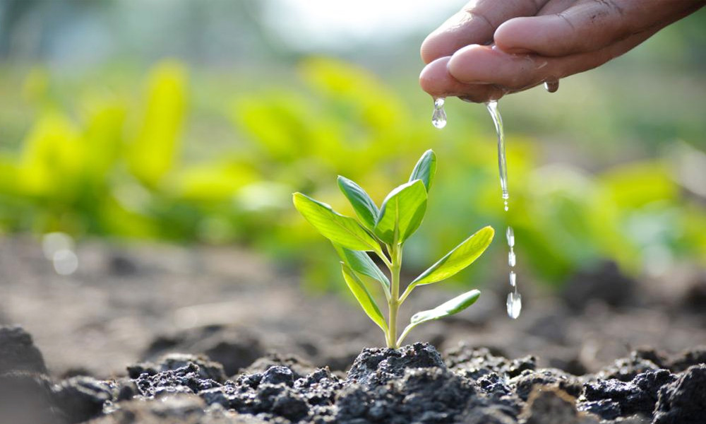 বৃক্ষ রোপন